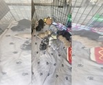 Small #46 Breeder Profile image