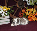 Small breeder photo