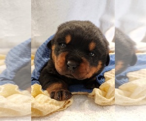 Rottweiler Dog Breeder near FRANKLINVILLE, NC, USA