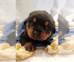 Small breeder photo