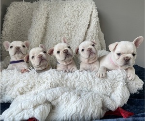 French Bulldog Dog Breeder near LAS VEGAS, NV, USA