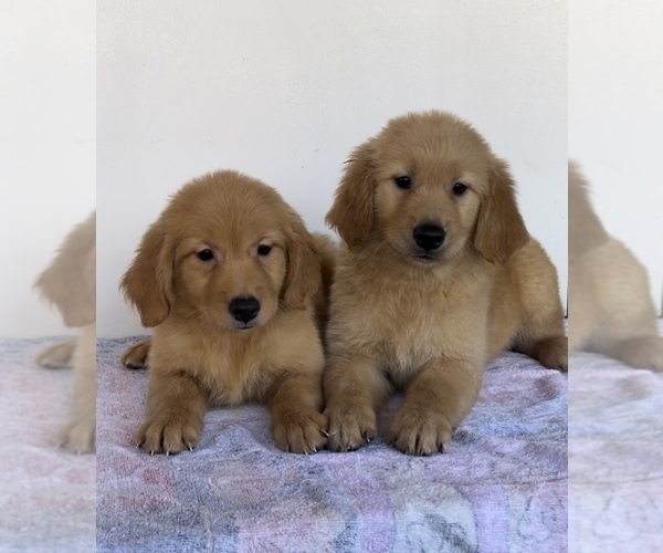 Medium Photo #7  Breeder Profile in SAN BERNARDINO, CA, USA