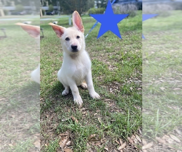 Medium Photo #2  Breeder Profile in ALACHUA, FL, USA