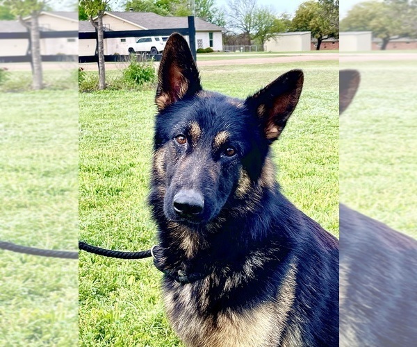 Medium Photo #6  Breeder Profile in BRUCEVILLE, TX, USA
