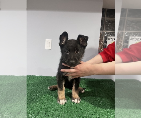 Medium Photo #1  Breeder Profile in BELLWOOD, IL, USA