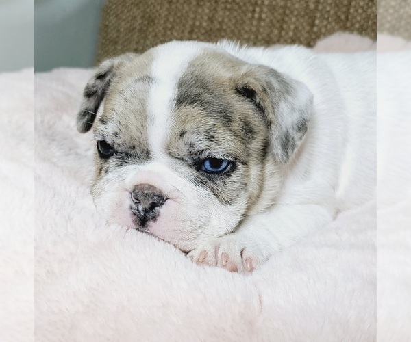 Medium Photo #2  Breeder Profile in MADISON, AL, USA
