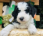 Small #6 Breeder Profile image