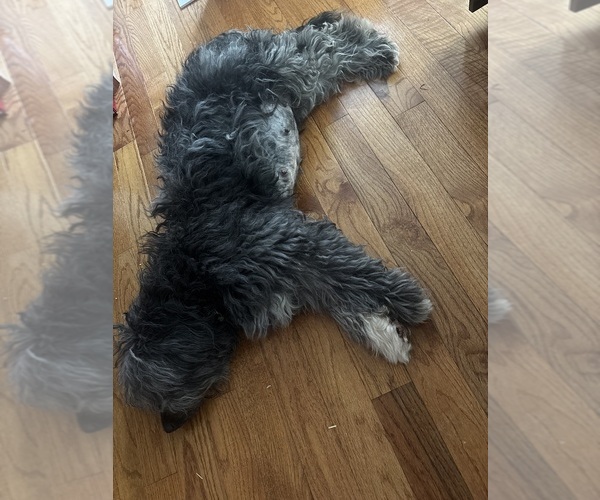 Medium Photo #13  Breeder Profile in EXETER, RI, USA