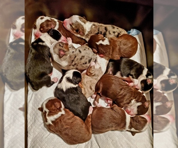 Medium Photo #9  Breeder Profile in MONTEREY, CA, USA