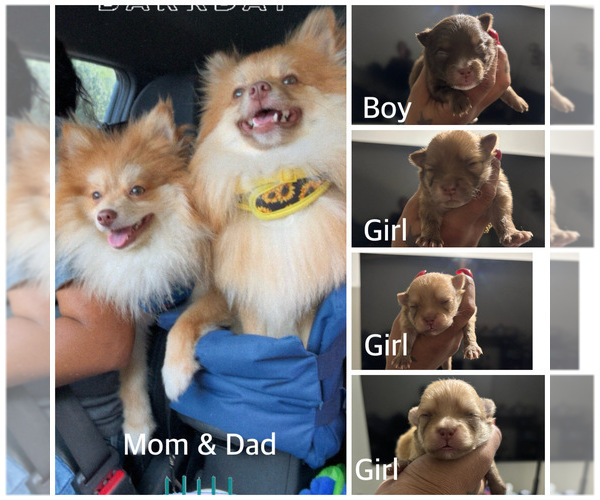 Medium Photo #2  Breeder Profile in BRONX, NY, USA