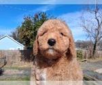 Small #43 Breeder Profile image