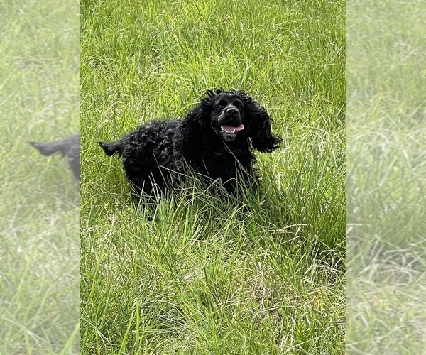 Medium Photo #1  Breeder Profile in FORT LEONARD WOOD, MO, USA