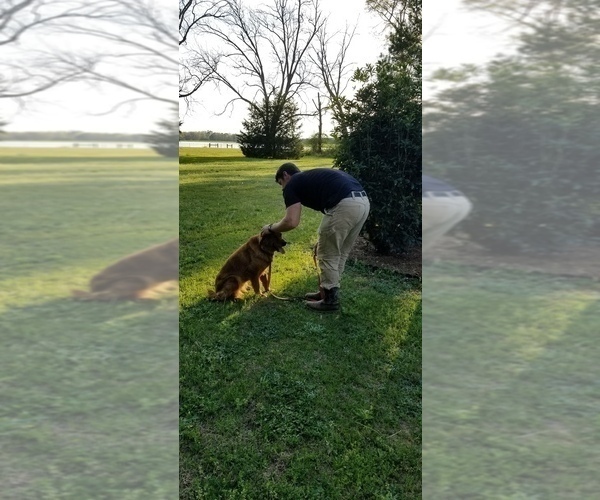 Medium Photo #7  Breeder Profile in MONTEZUMA, GA, USA