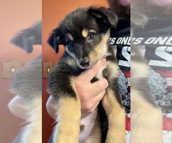 Medium Photo #2  Breeder Profile in JEFFERSONTOWN, KY, USA