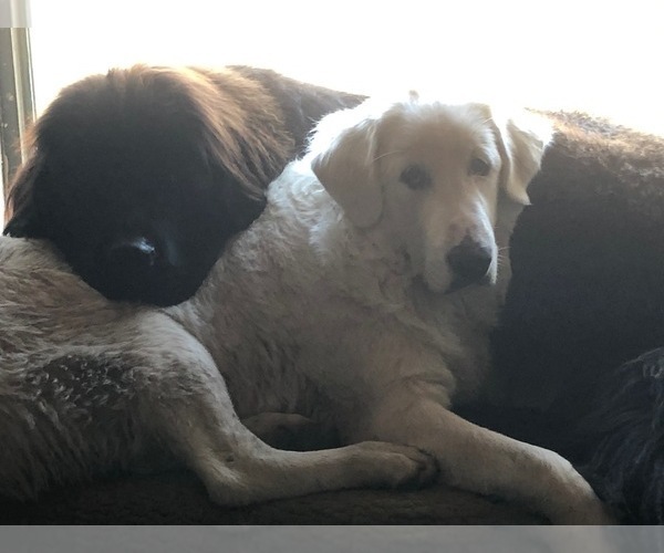 Medium Photo #1  Breeder Profile in Regina, Saskatchewan, Canada