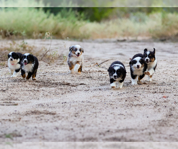 Medium Photo #1  Breeder Profile in DEVINE, TX, USA