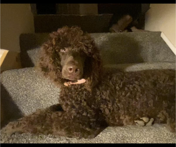 Medium Photo #18  Breeder Profile in DEXTER, MO, USA