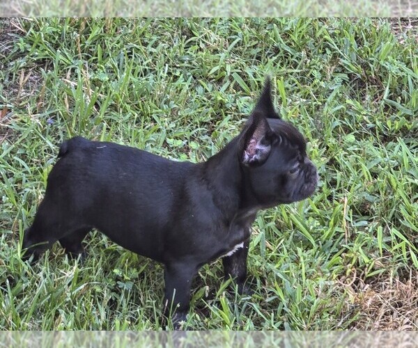 Medium Photo #13  Breeder Profile in COLUMBUS, GA, USA