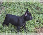 Small #12 Breeder Profile image