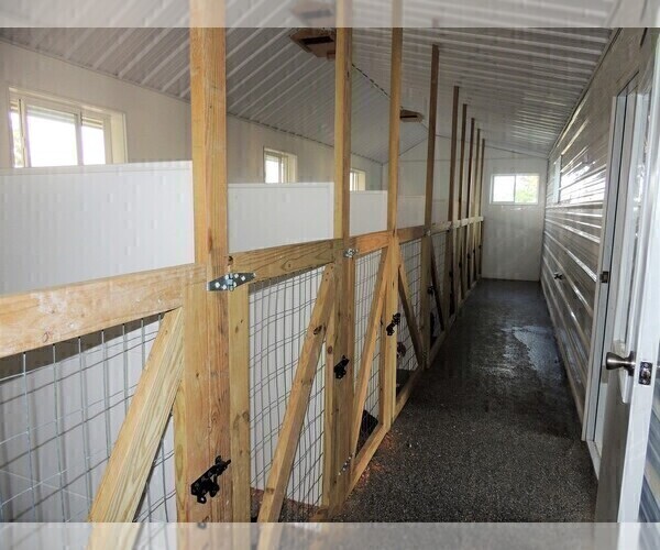 Medium Photo #4  Breeder Profile in CARLISLE, KY, USA