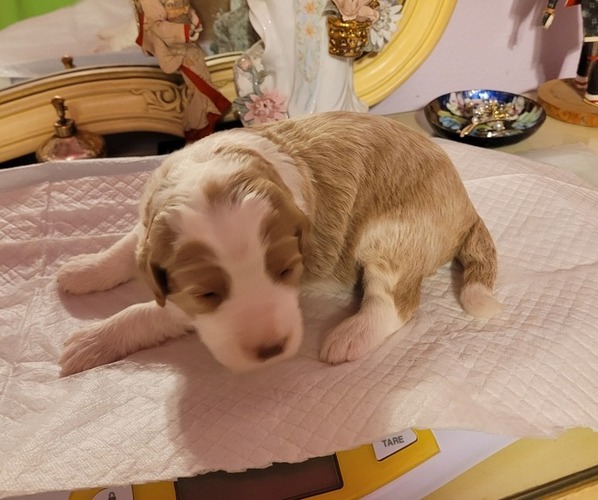 Medium Photo #15  Breeder Profile in PASCO, WA, USA