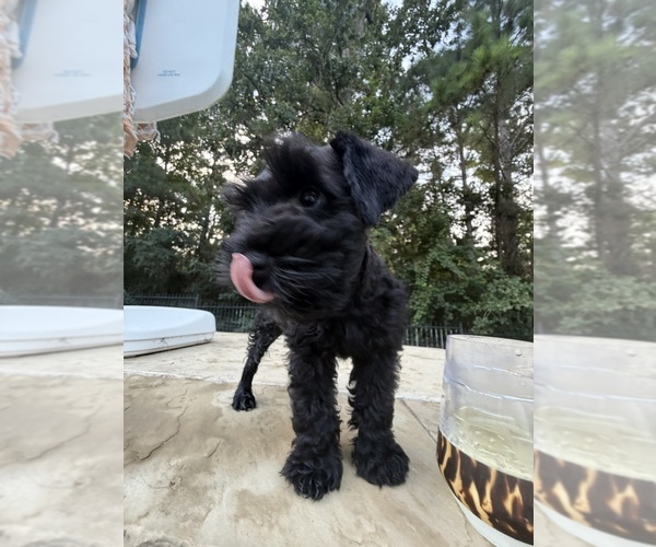 Medium Photo #4  Breeder Profile in MONTGOMERY, TX, USA