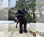 Small #3 Breeder Profile image