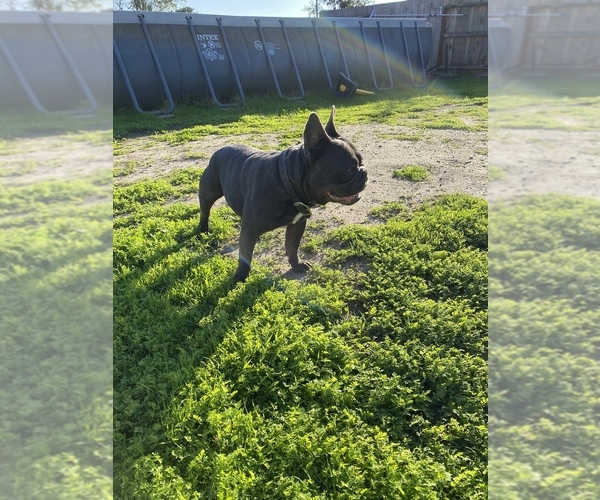 Medium Photo #1  Breeder Profile in STOCKTON, CA, USA