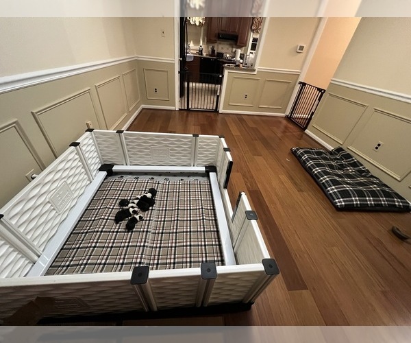 Medium Photo #2  Breeder Profile in BRYANTOWN, MD, USA