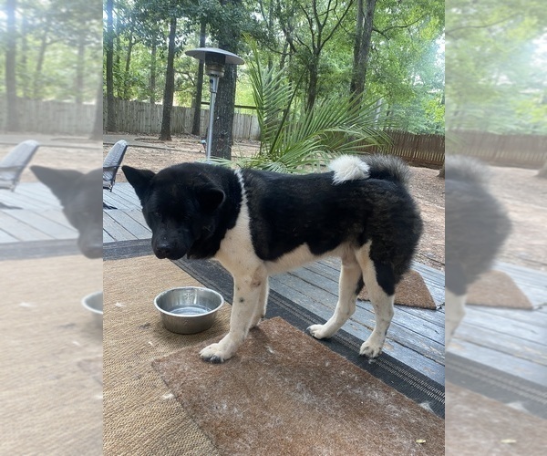 Medium Photo #59  Breeder Profile in MCDONOUGH, GA, USA