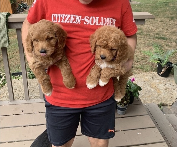 Medium Photo #5  Breeder Profile in PLATTE CITY, MO, USA
