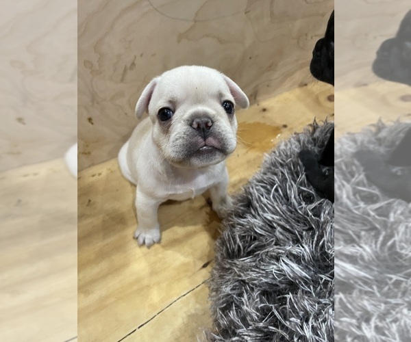 Medium Photo #8  Breeder Profile in CLEARWATER, FL, USA