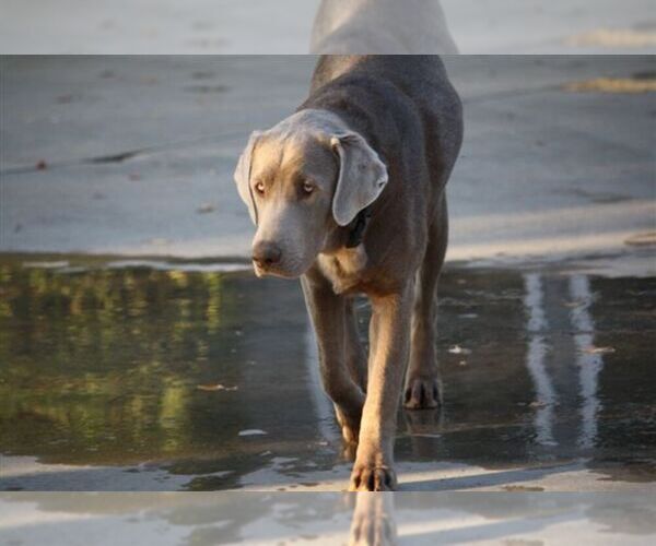 Medium Photo #1  Breeder Profile in REEDLEY, CA, USA