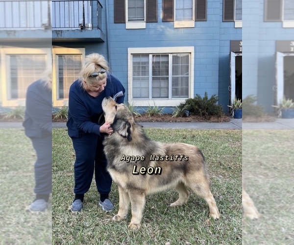 Medium Photo #27  Breeder Profile in MORRISTON, FL, USA