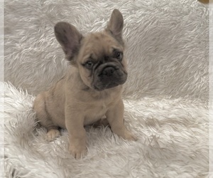 French Bulldog Dog Breeder near XENIA, OH, USA
