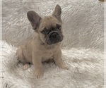 Small breeder photo