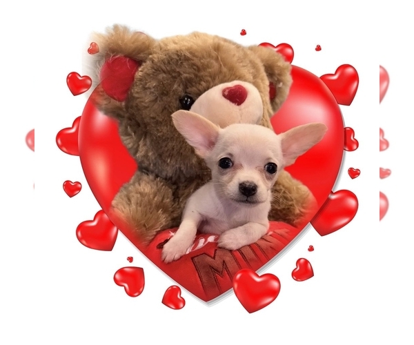 Medium Photo #15  Breeder Profile in SHERMAN, TX, USA