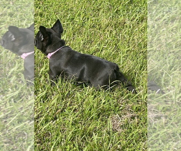 Medium Photo #1  Breeder Profile in CHURCH POINT, LA, USA