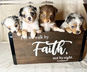 Miniature Australian Shepherd Dog Breeder near BROOKER, FL, USA