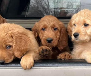 Goldendoodle Dog Breeder near LONGMONT, CO, USA