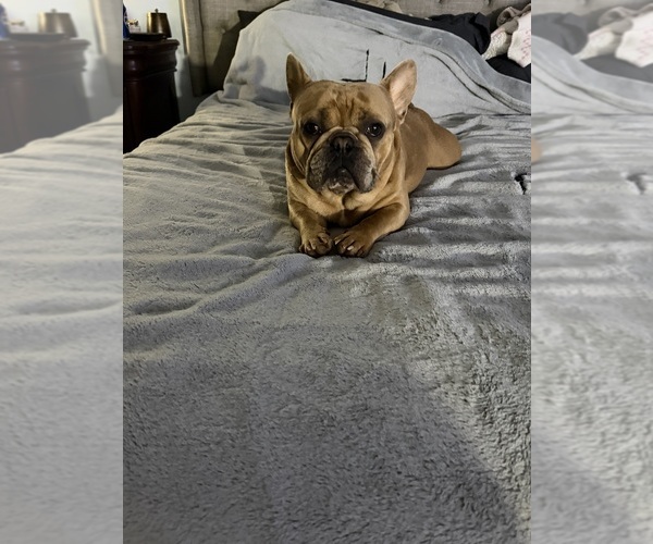 Medium Photo #15  Breeder Profile in GAHANNA, OH, USA