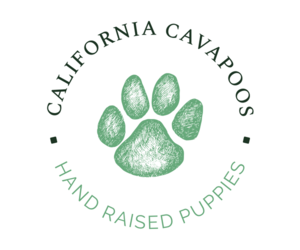 Cavapoo Dog Breeder near HEALDSBURG, CA, USA