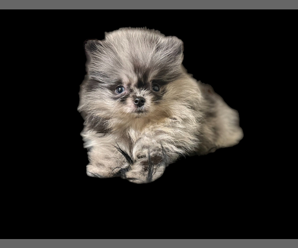 Medium Photo #5  Breeder Profile in ALBANY, NY, USA
