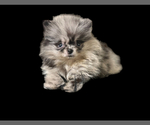 Small #4 Breeder Profile image