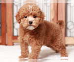 Small #3 Breeder Profile image