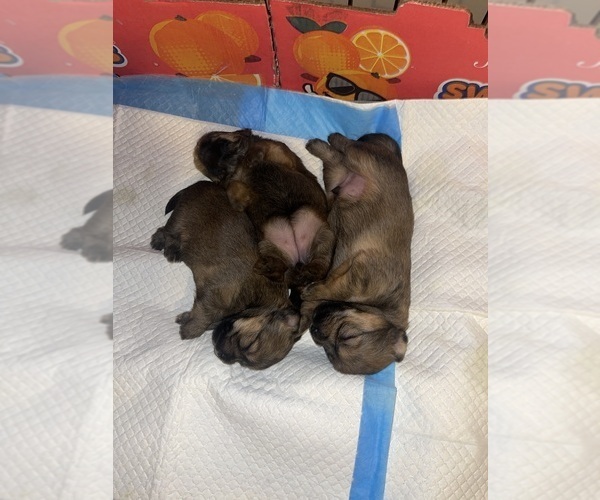 Medium Photo #7  Breeder Profile in UPPR MARLBORO, MD, USA