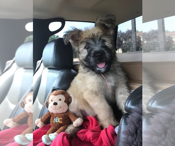 Medium Photo #8  Breeder Profile in HASTINGS, MI, USA