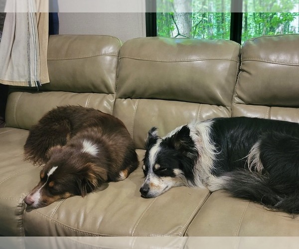 Medium Photo #1  Breeder Profile in VANCOUVER, WA, USA