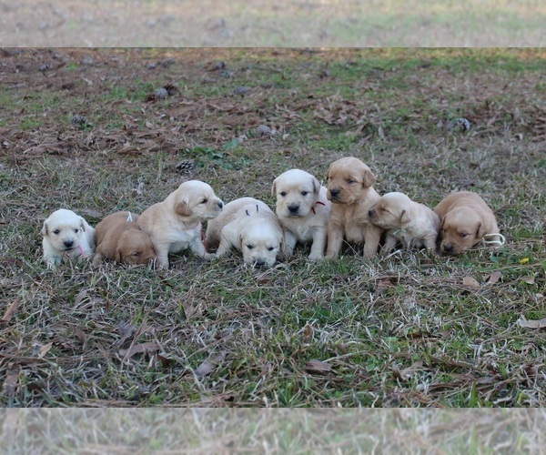 Medium Photo #1  Breeder Profile in MONTEZUMA, GA, USA