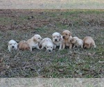 Small breeder photo